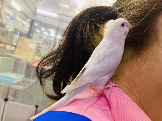 セキセイインコ