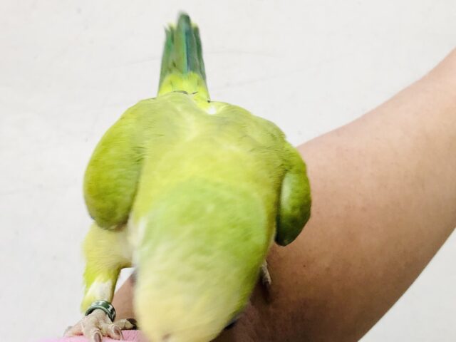 オキナインコ