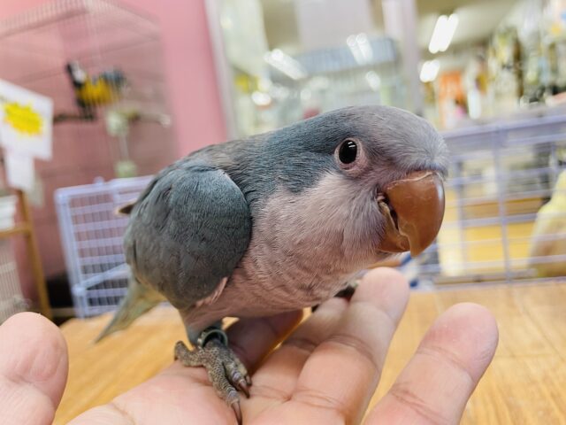 オキナインコ