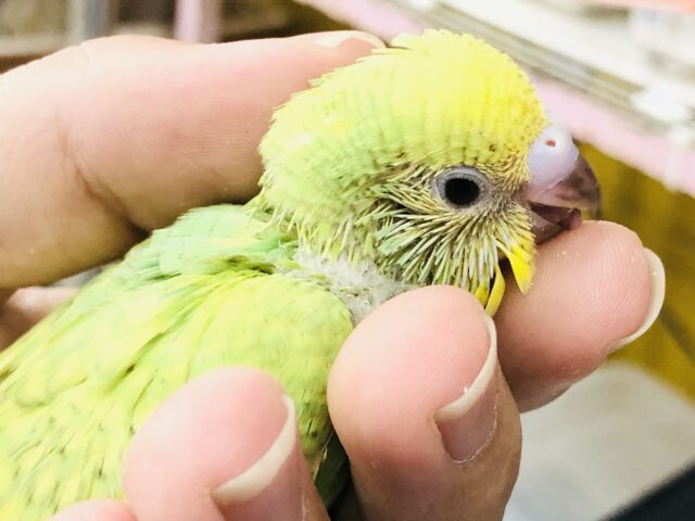セキセイインコ