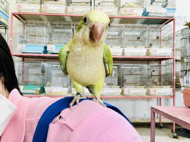 オキナインコ