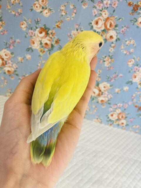 コザクラインコ（小桜インコ）
