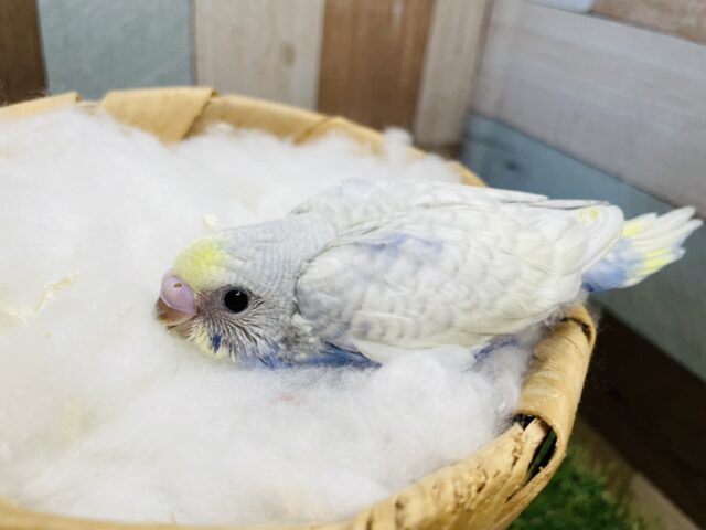 セキセイインコ