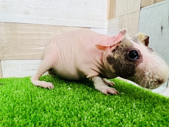 スキニーギニアピッグ