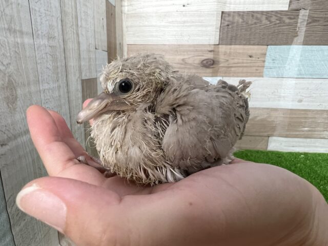 ジュズカケバト