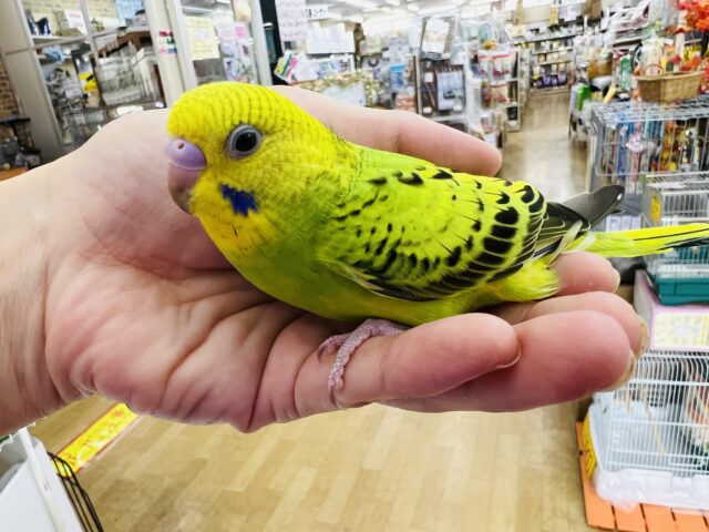 セキセイインコ