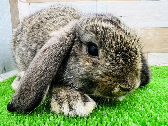 ロップイヤーラビット