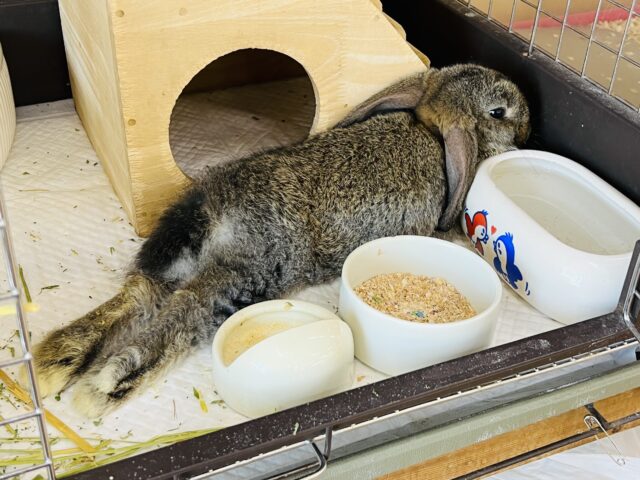 ロップイヤーラビット