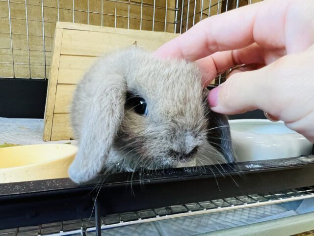 ロップイヤーラビット