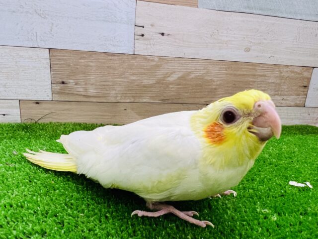 オカメインコ