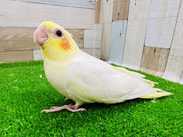 オカメインコ