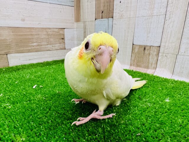 オカメインコ