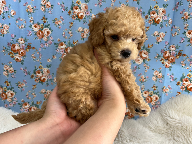 トイプードル