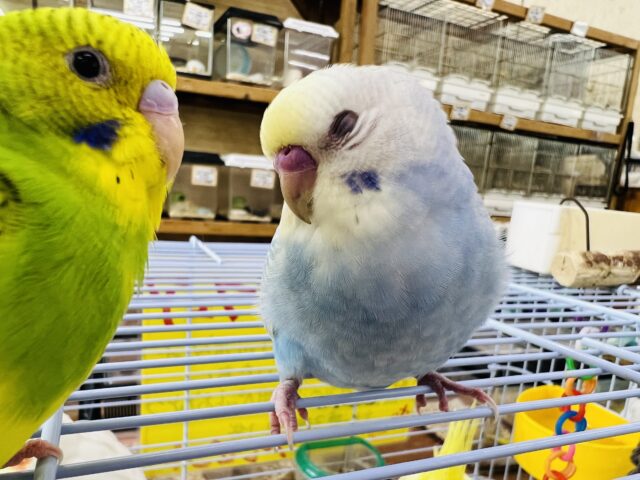セキセイインコ