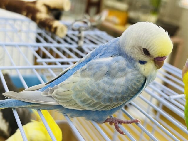 セキセイインコ