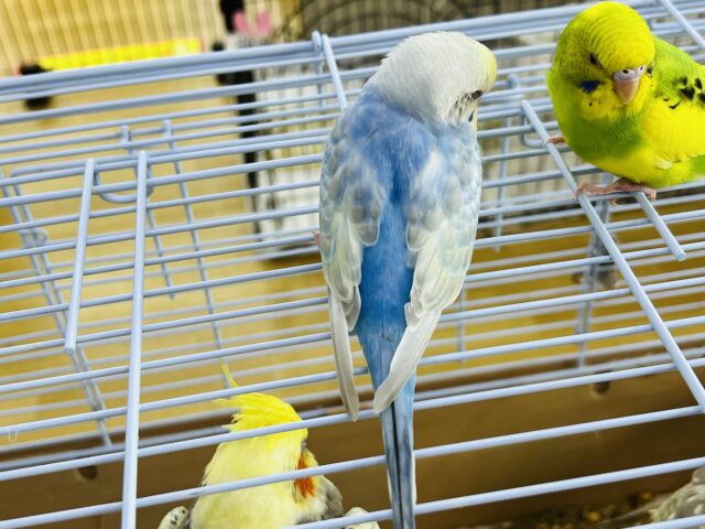 セキセイインコ