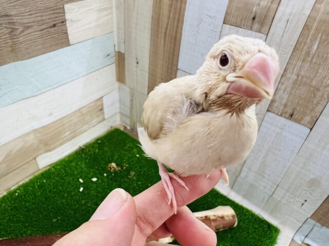 シナモン文鳥