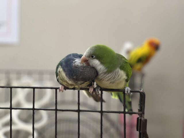 オキナインコ