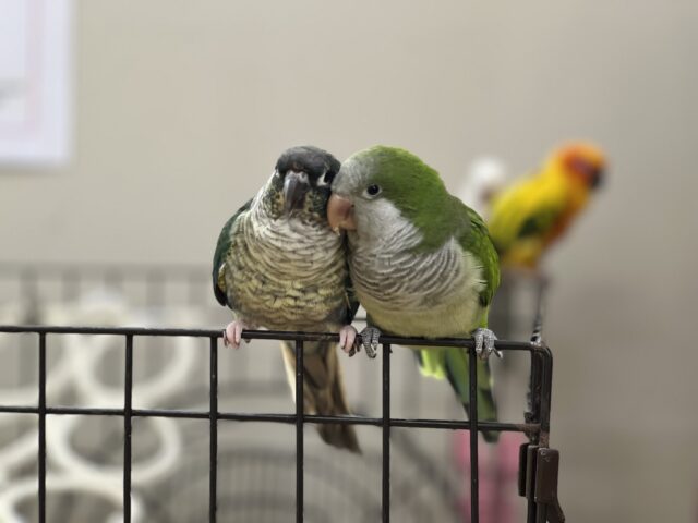 オキナインコ