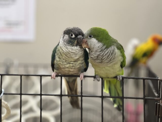 オキナインコ