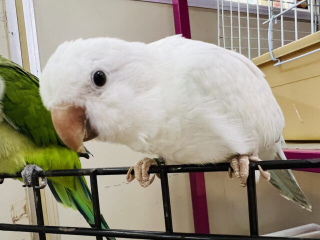 オキナインコ