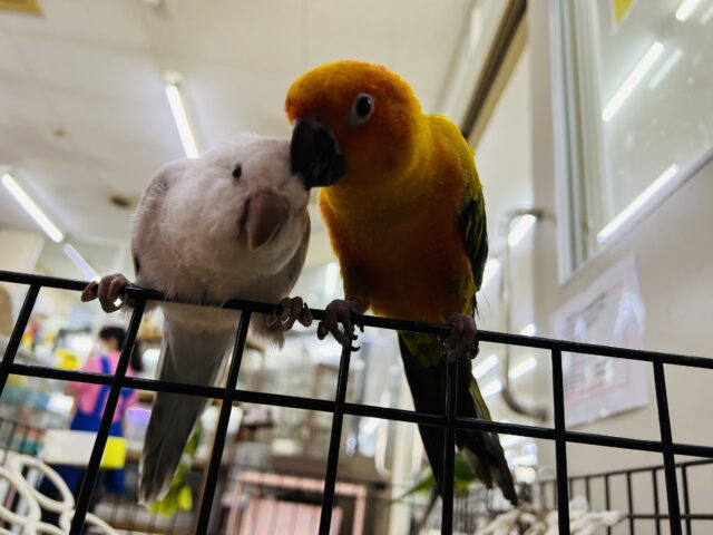 オキナインコ