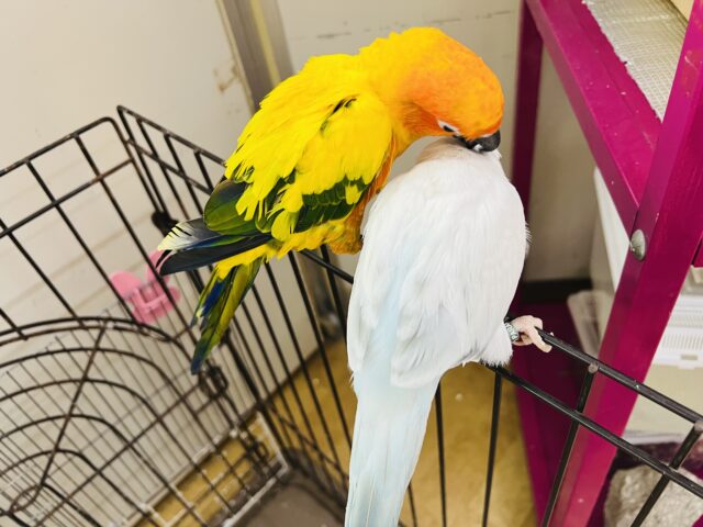 オキナインコ