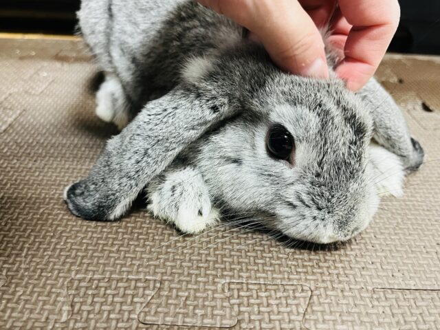 ロップイヤーラビット