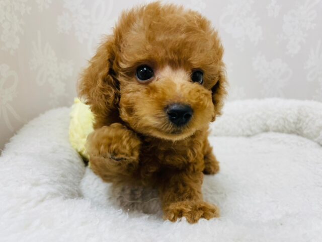 トイプードル
