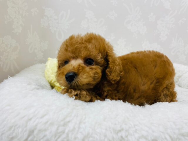 トイプードル
