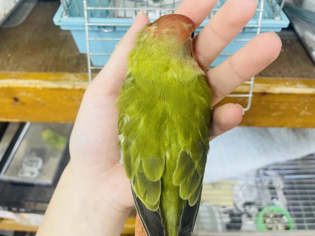 コザクラインコ（小桜インコ）