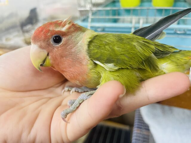 コザクラインコ（小桜インコ）
