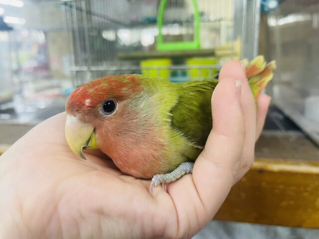 コザクラインコ（小桜インコ）