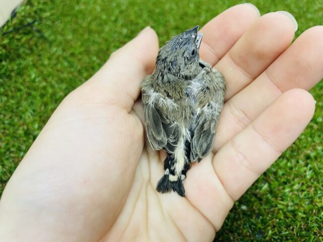 錦花鳥（キンカチョウ）