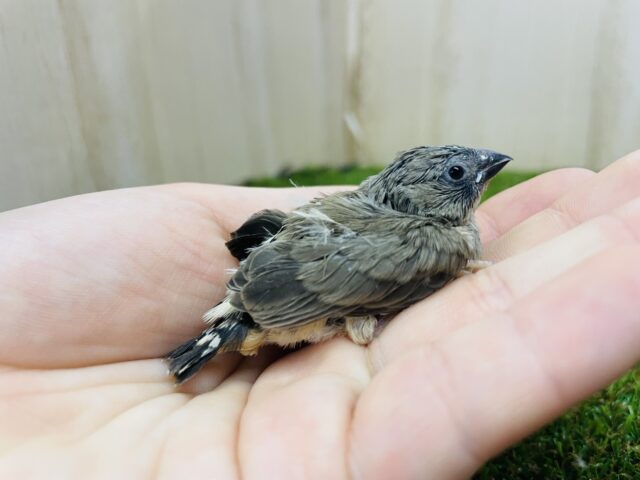 錦花鳥（キンカチョウ）