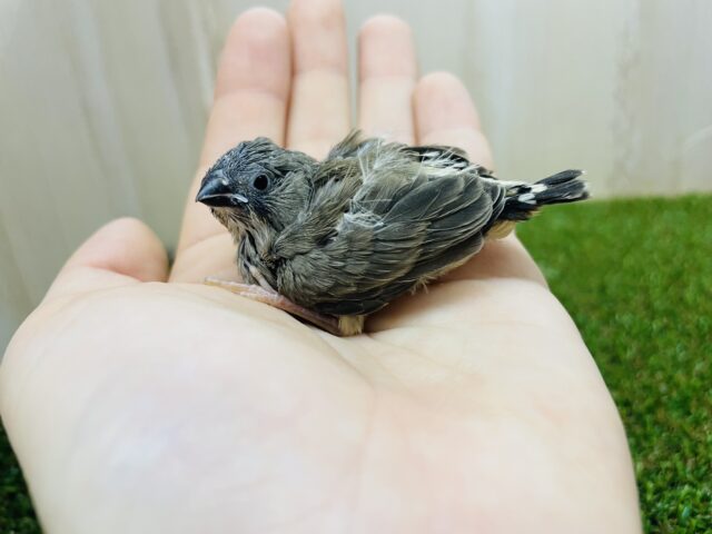 錦花鳥（キンカチョウ）