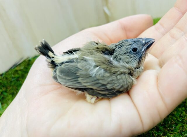 錦花鳥（キンカチョウ）