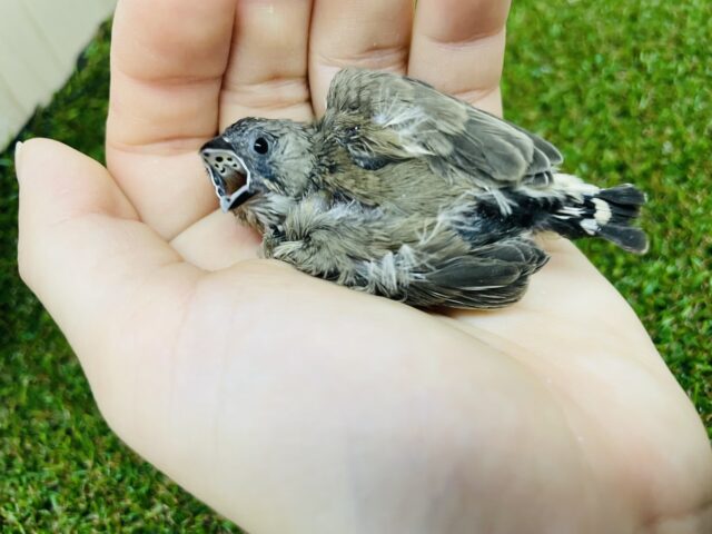 錦花鳥（キンカチョウ）