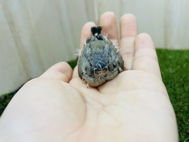 錦花鳥（キンカチョウ）