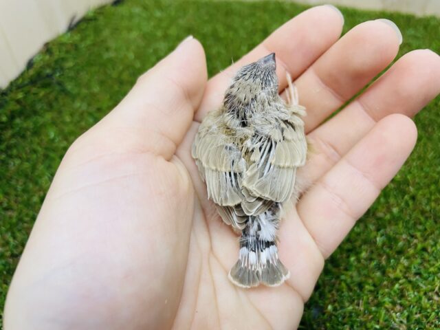 錦花鳥（キンカチョウ）