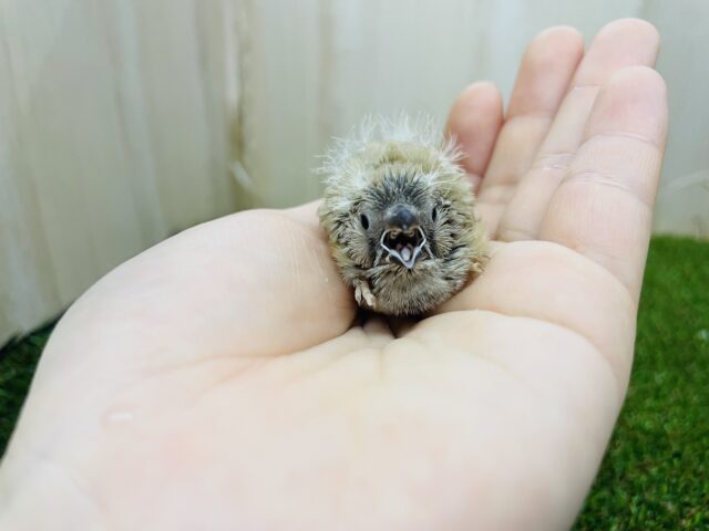 錦花鳥（キンカチョウ）