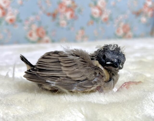 錦花鳥（キンカチョウ）