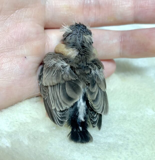 錦花鳥（キンカチョウ）