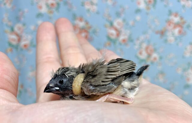 錦花鳥（キンカチョウ）