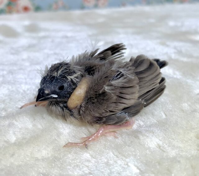 錦花鳥（キンカチョウ）