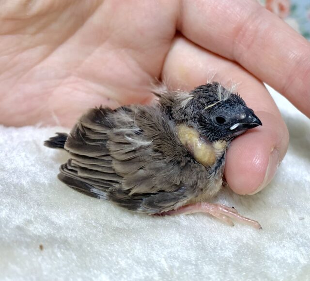 錦花鳥（キンカチョウ）