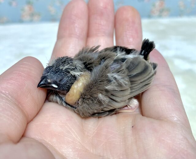 錦花鳥（キンカチョウ）