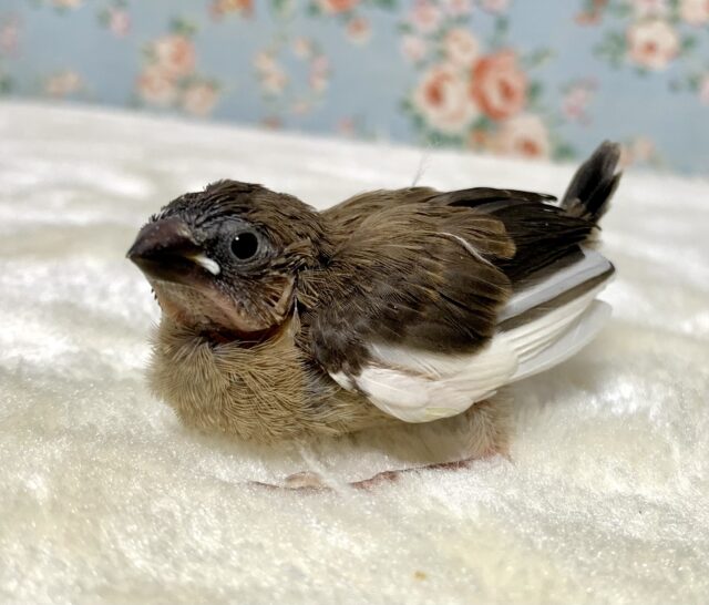 錦花鳥（キンカチョウ）