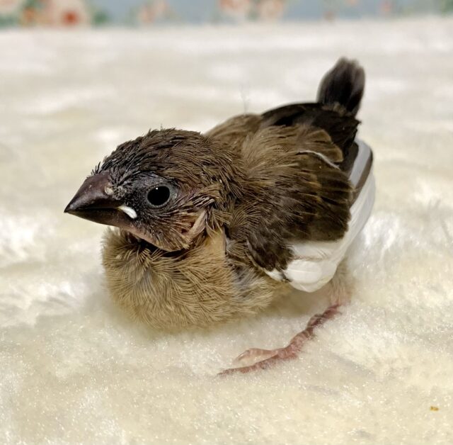 錦花鳥（キンカチョウ）