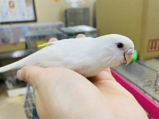 セキセイインコ